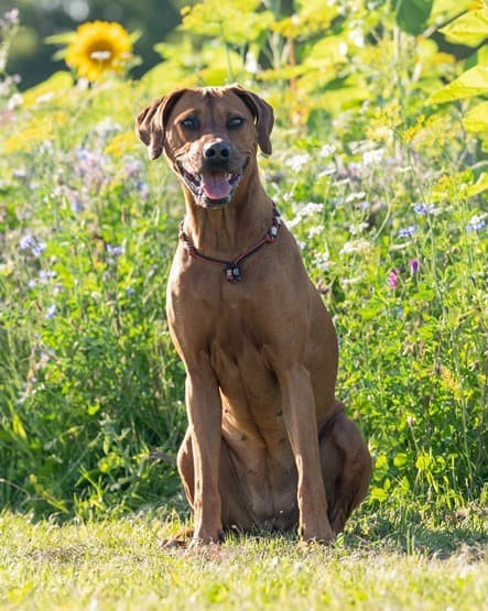 Duma van Helma en Hond Coaching